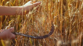 В США начали уборку яровой пшеницы